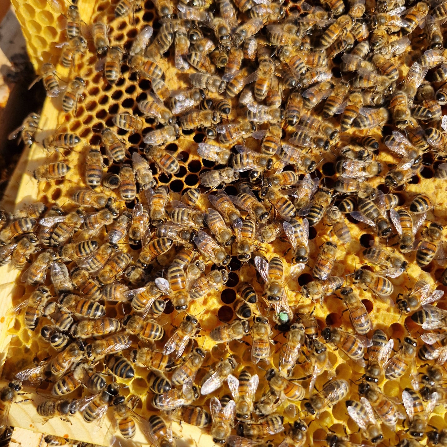 'Golden Goo'-100% Pure Honey 340g Jar Summer Crop