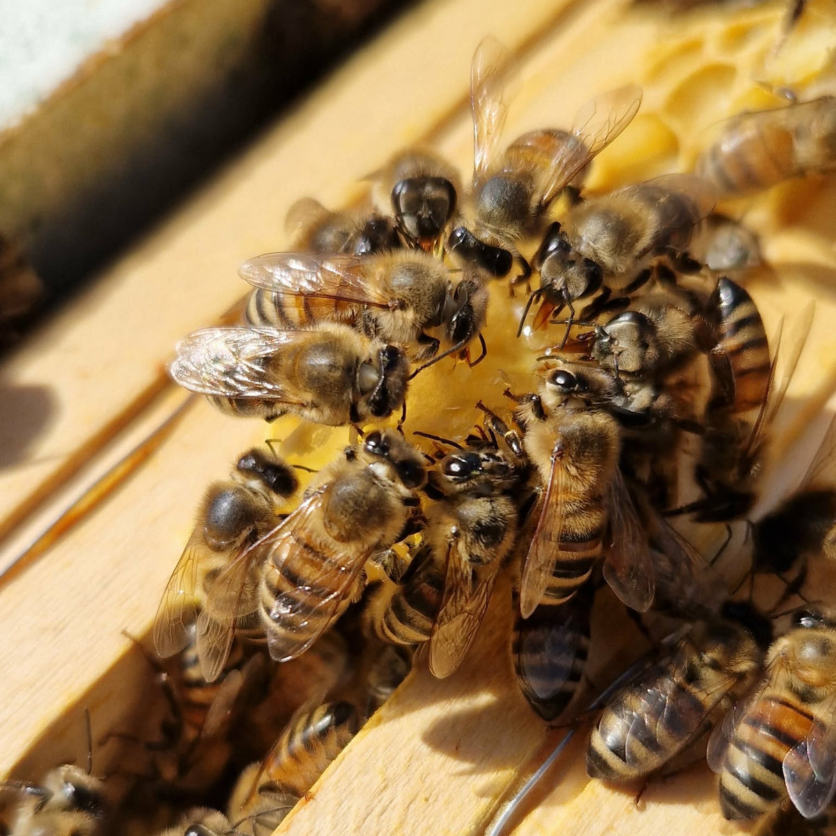 'Bee Well Soon' Honey Gift