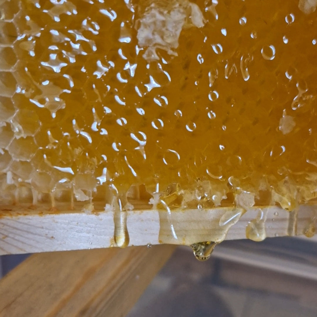 'Golden Goo'-100% Pure Honey 340g Jar Summer Crop